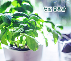 ������ -  MMS �̸�Ƽ���Դϴ�