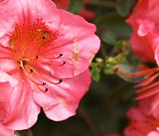 ������ -  MMS �̸�Ƽ���Դϴ�