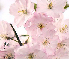 ������ -  MMS �̸�Ƽ���Դϴ�