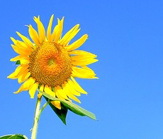 ������ -  MMS �̸�Ƽ���Դϴ�